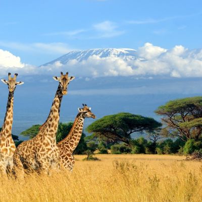 Why is Mount Kilimanjaro National Park popular?
