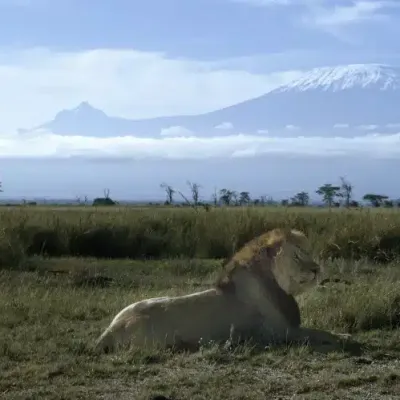 Will I be eaten by lions, hyenas and leopards while climbing Kilimanjaro?