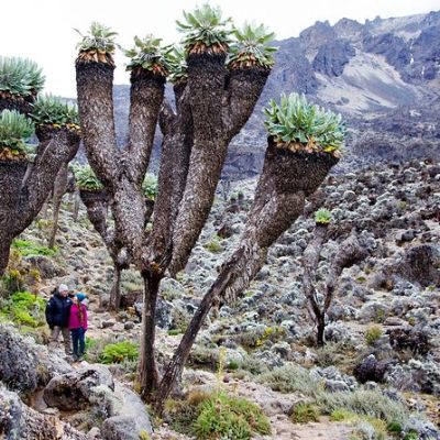 The Machame Route Guide: A Popular Way to Climb Mount Kilimanjaro
