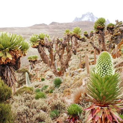 Mount Kenya’s ecological zones and its unique vegetation