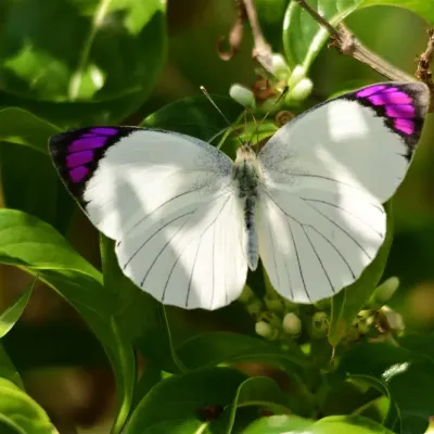 20 common insects found on Kilimanjaro