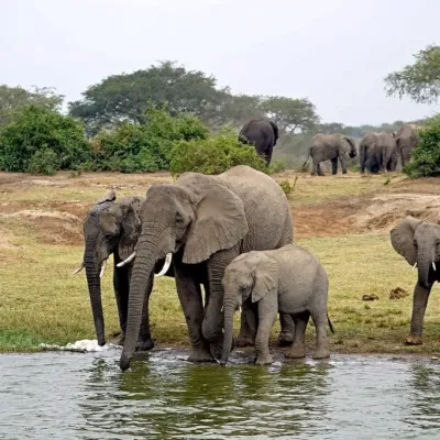 Fauna of Rwenzori Mountains, wildlife and animals to see in Uganda