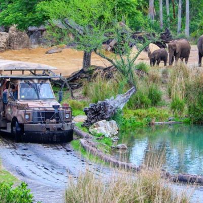 Kilimanjaro Safaris at Disney’s Animal Kingdom are they any better than real life Safaris near Mount Kilimanjaro?