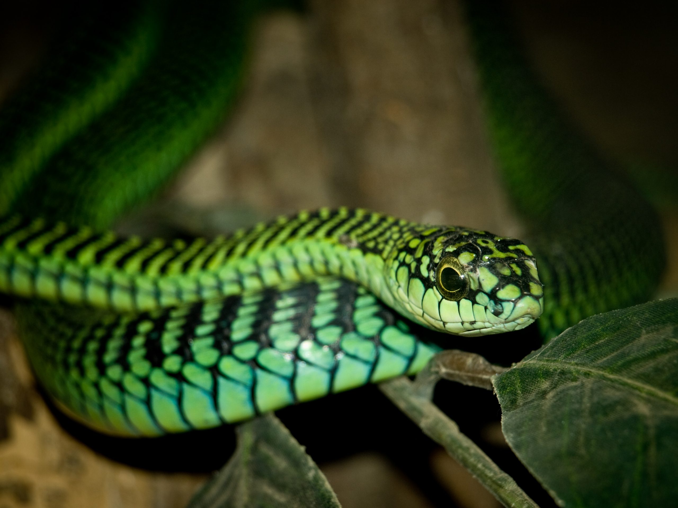 Boomslang snake Kilimanjaro