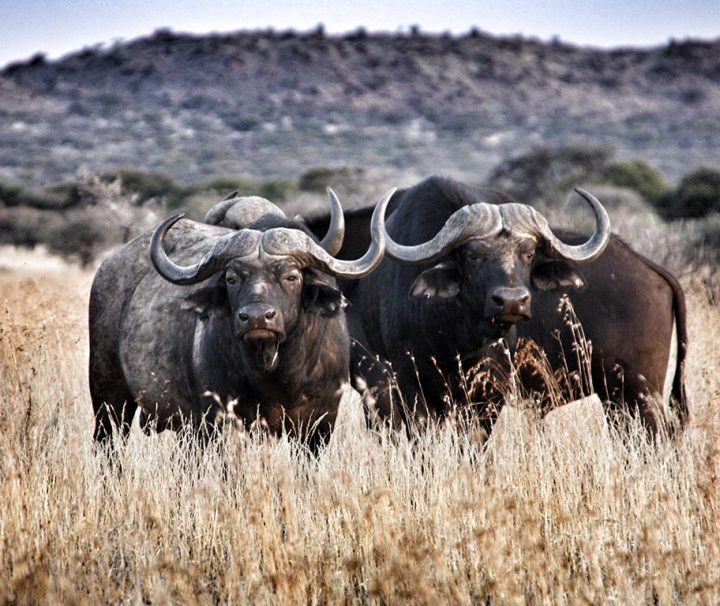 6 days Tanzania Safari