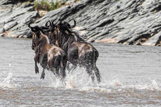 great wildebeest crossing
