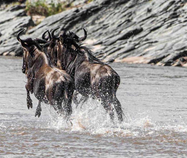 great wildebeest crossing