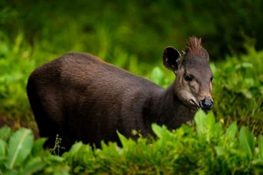 Abbott's Duiker