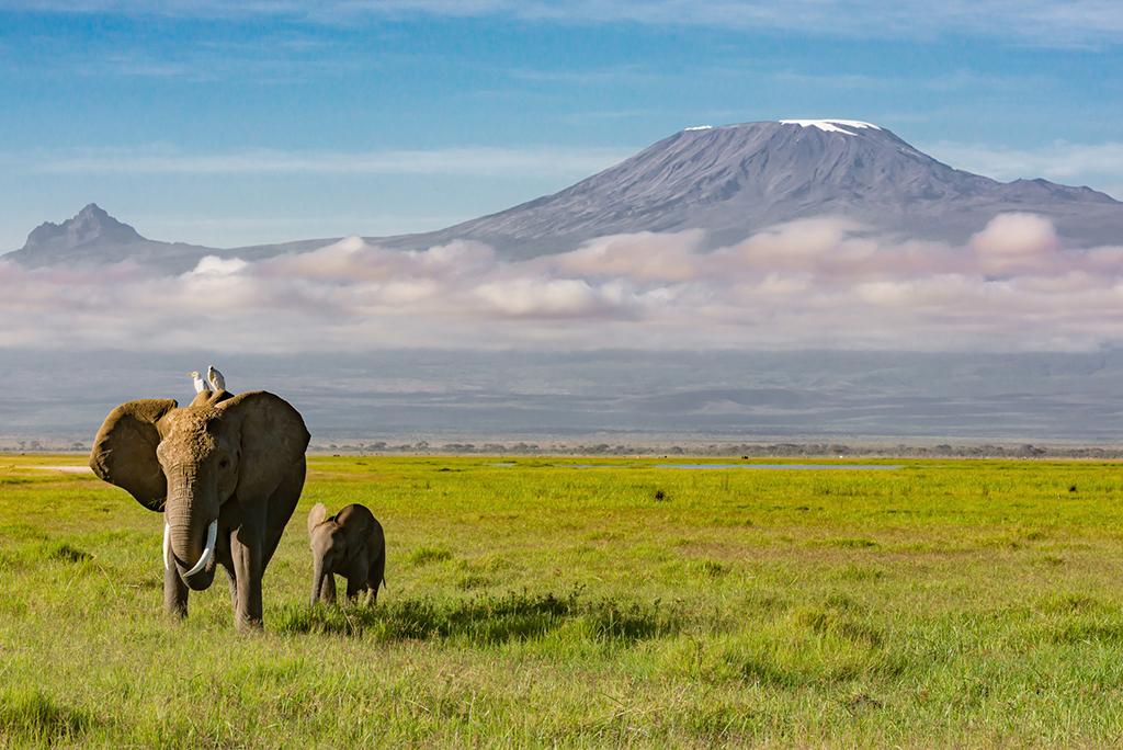 Elelphants of Mount Kilimanjaro