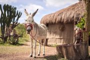 Africa Amini Life Maasai lodge