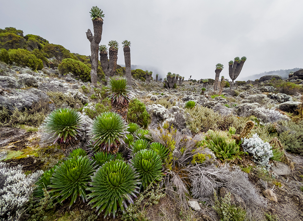 Giant Lobelia on Kilimanjaro