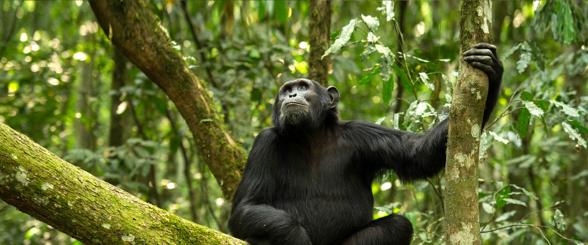 Gombe Stream National Park