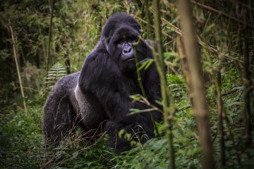 Gorilla Trekking Uganda, Mount Kenya trek, Mount Kilimanjaro and safari in East Africa