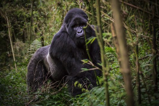 Gorilla Trekking Uganda, Mount Kenya trek, Mount Kilimanjaro and safari in East Africa