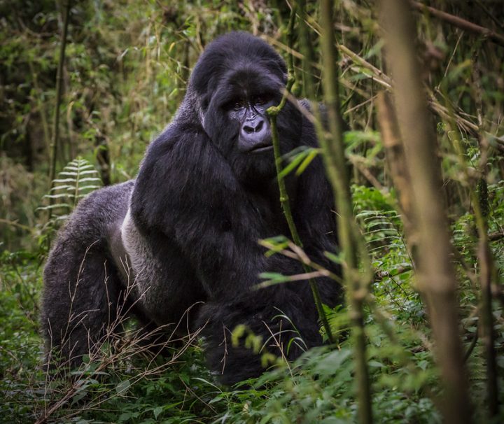 Gorilla Trekking Uganda, Mount Kenya trek, Mount Kilimanjaro and safari in East Africa