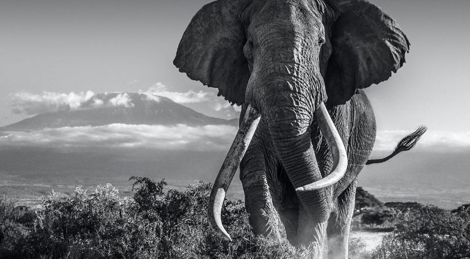 Tim elephant kilimanjaro amboseli