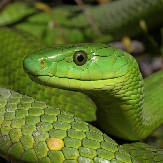 Green viper Kilimanjaro snake