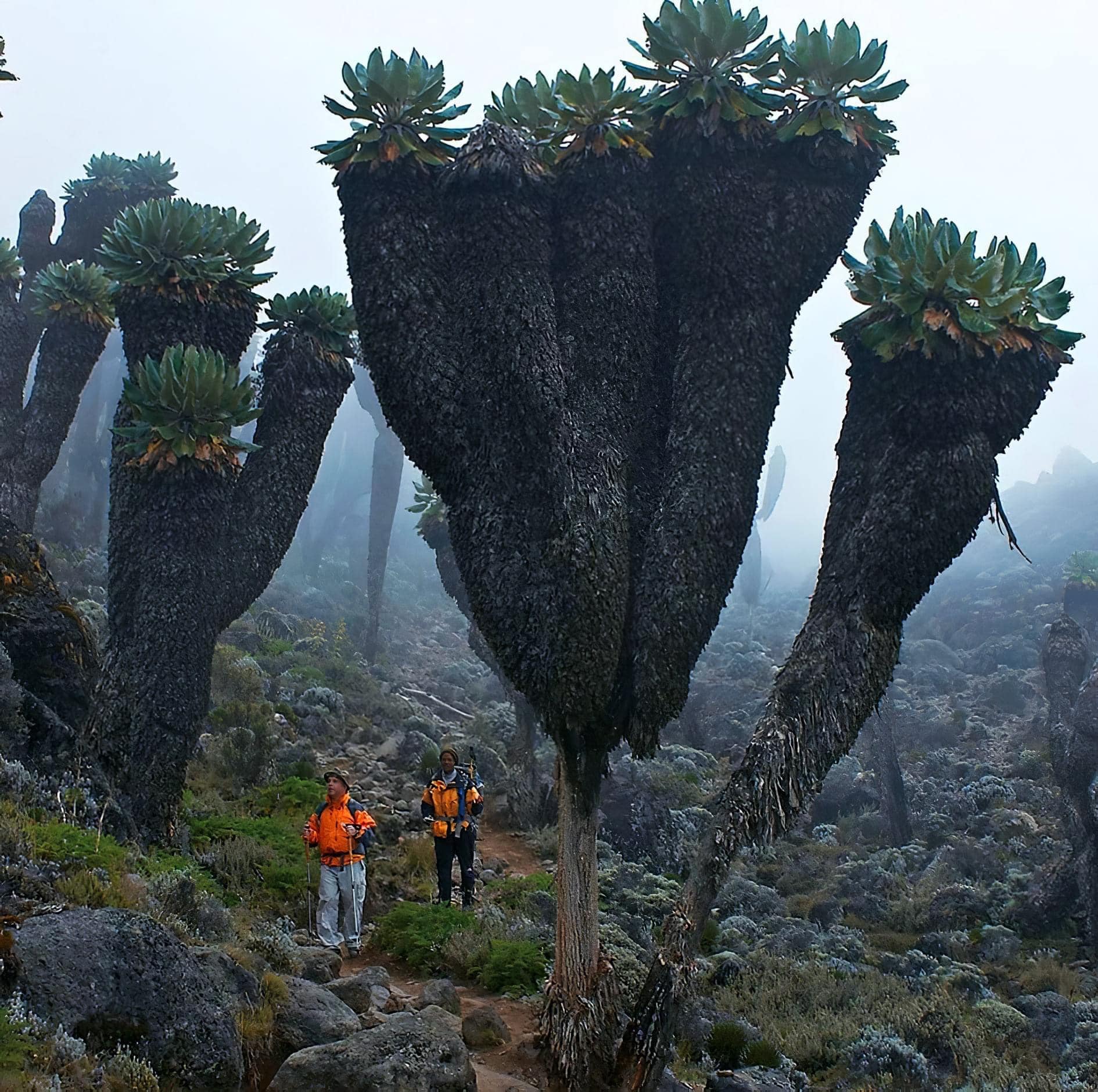 Giant Groundsels can grow up to 5 meters tall