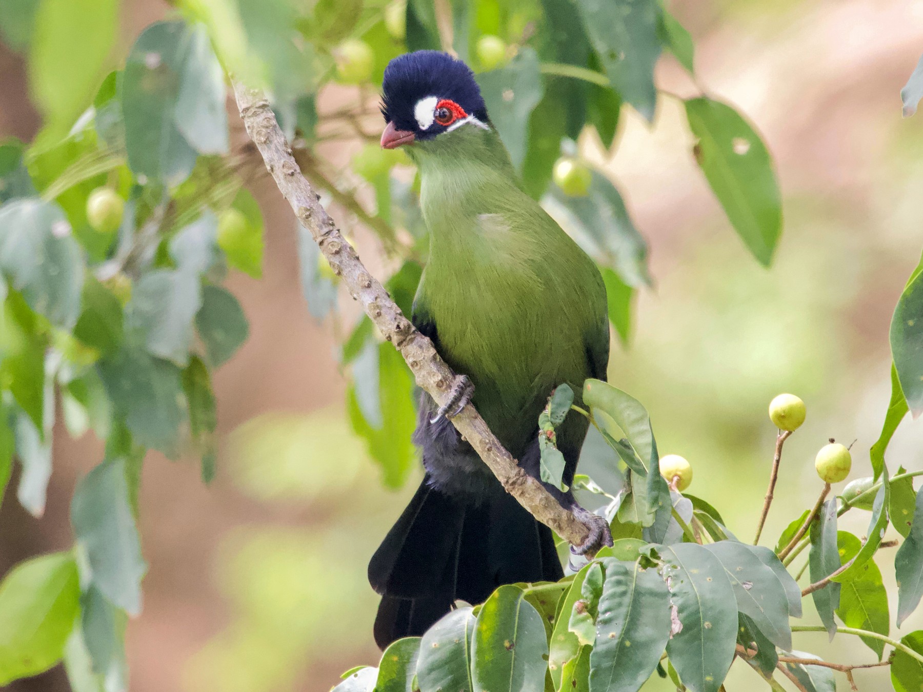 Hartlaub turaco Kilimanjaro