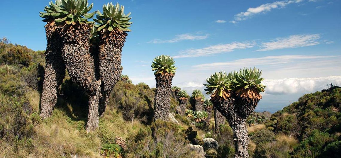 Heath and moorland zone Kilimanjaro