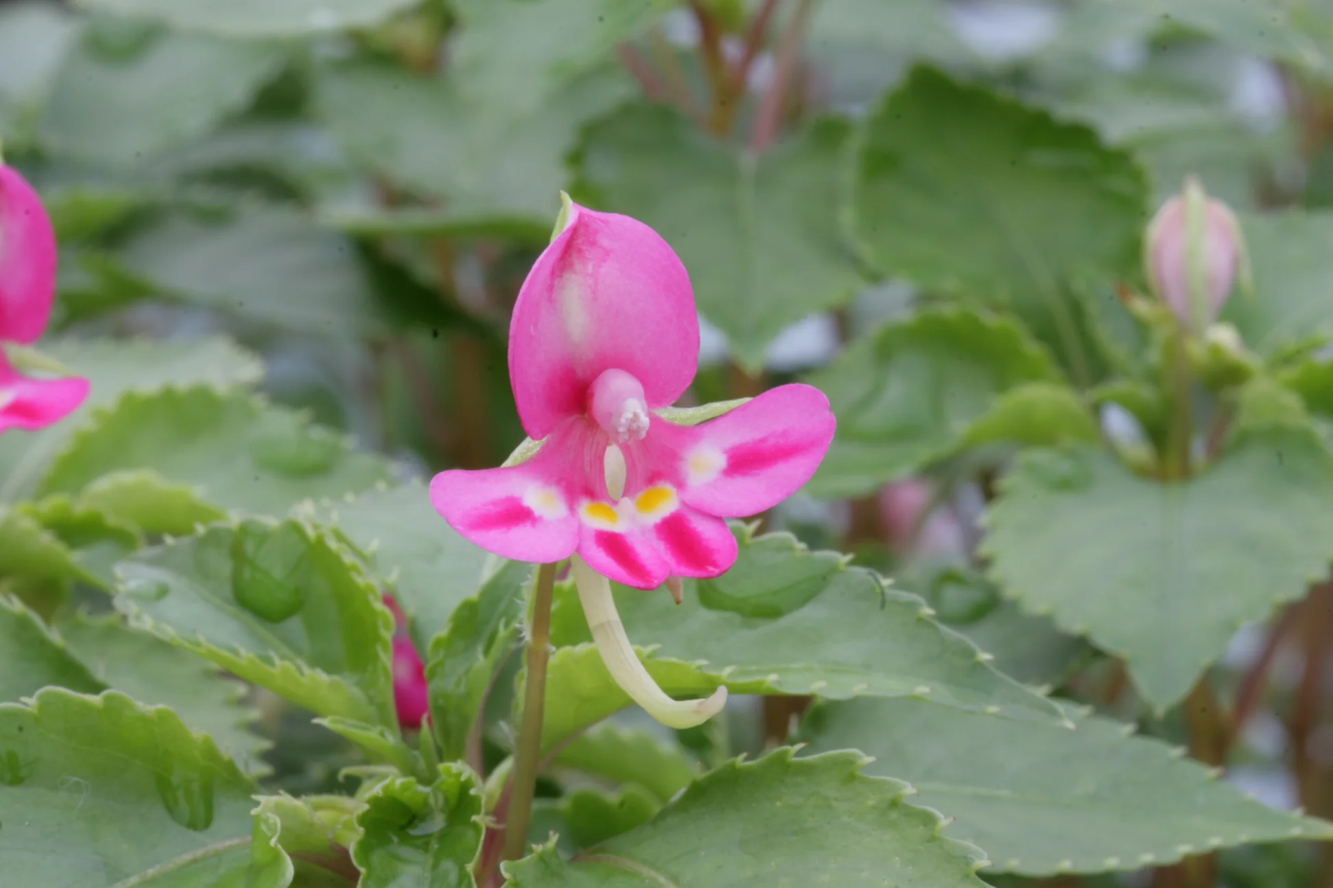 impatiens kilimanjari