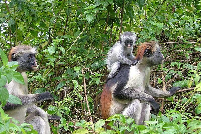Jozani Chwaka Bay National Park