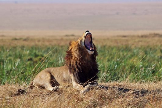 Kenya Tanzania Safari 7 days