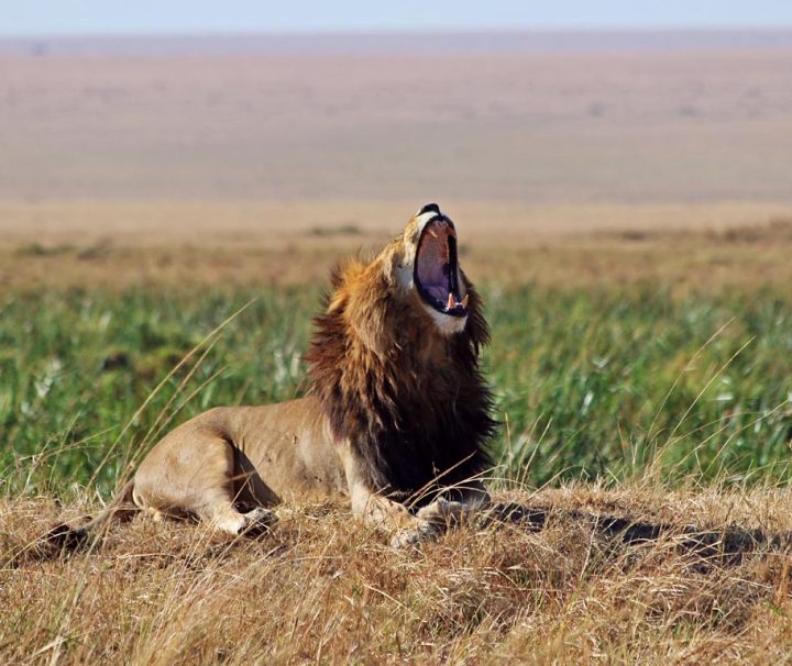 Kenya Tanzania Safari 7 days