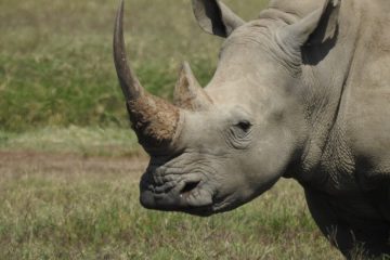 Kenya Tanzania Safari