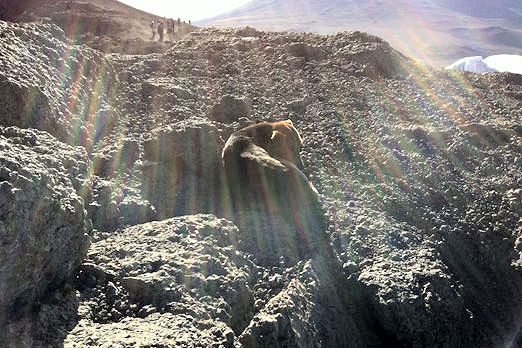 Dog on Kilimanjaro summit