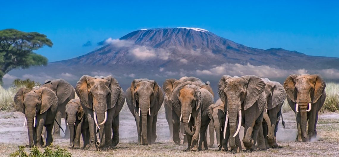 elephants of Kilimanjaro as seen from Amboseli in Kenya