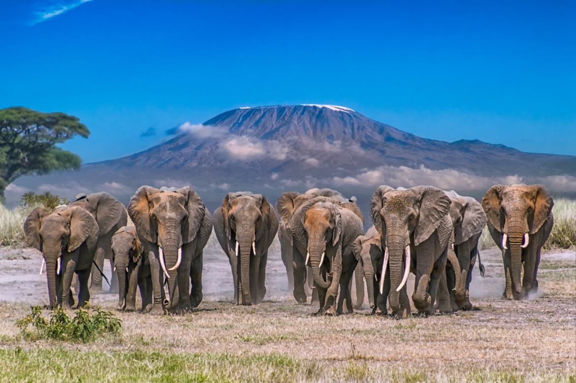 elephants of Kilimanjaro as seen from Amboseli in Kenya