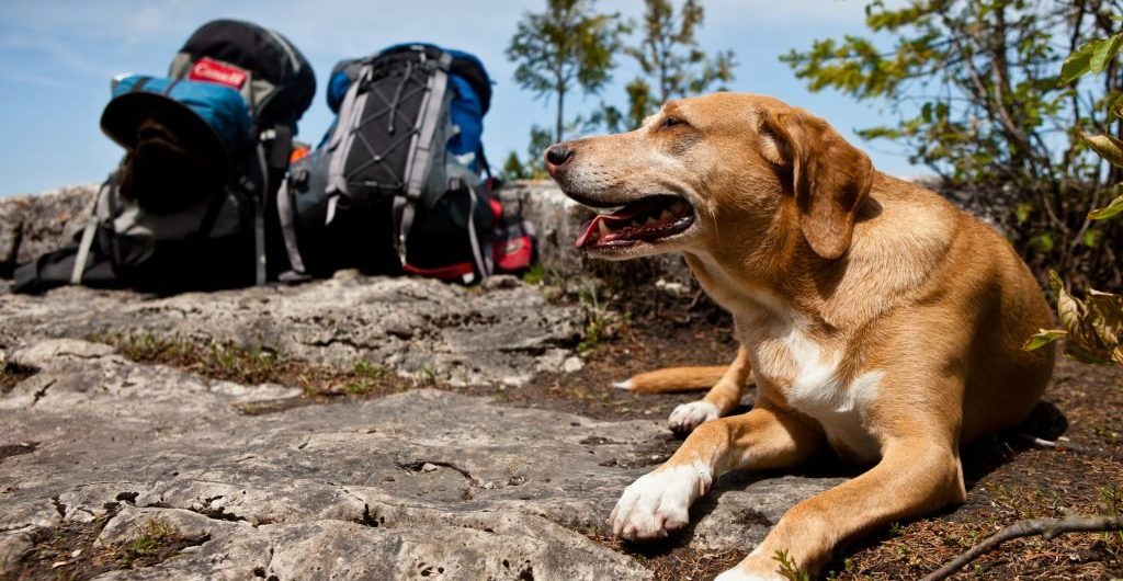 Kilimanjaro dogs