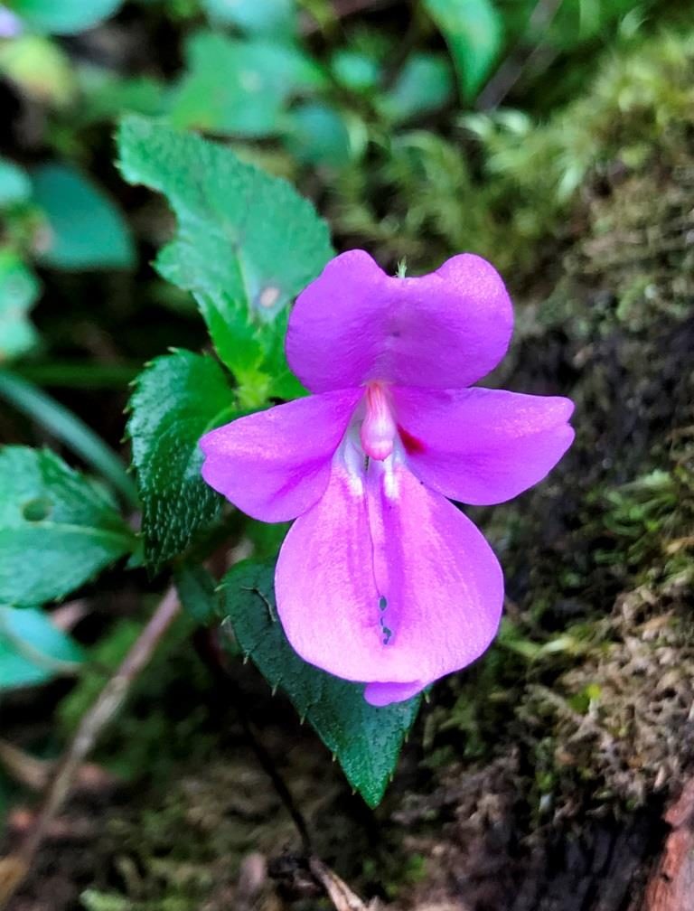 impatiens Kilimanjari