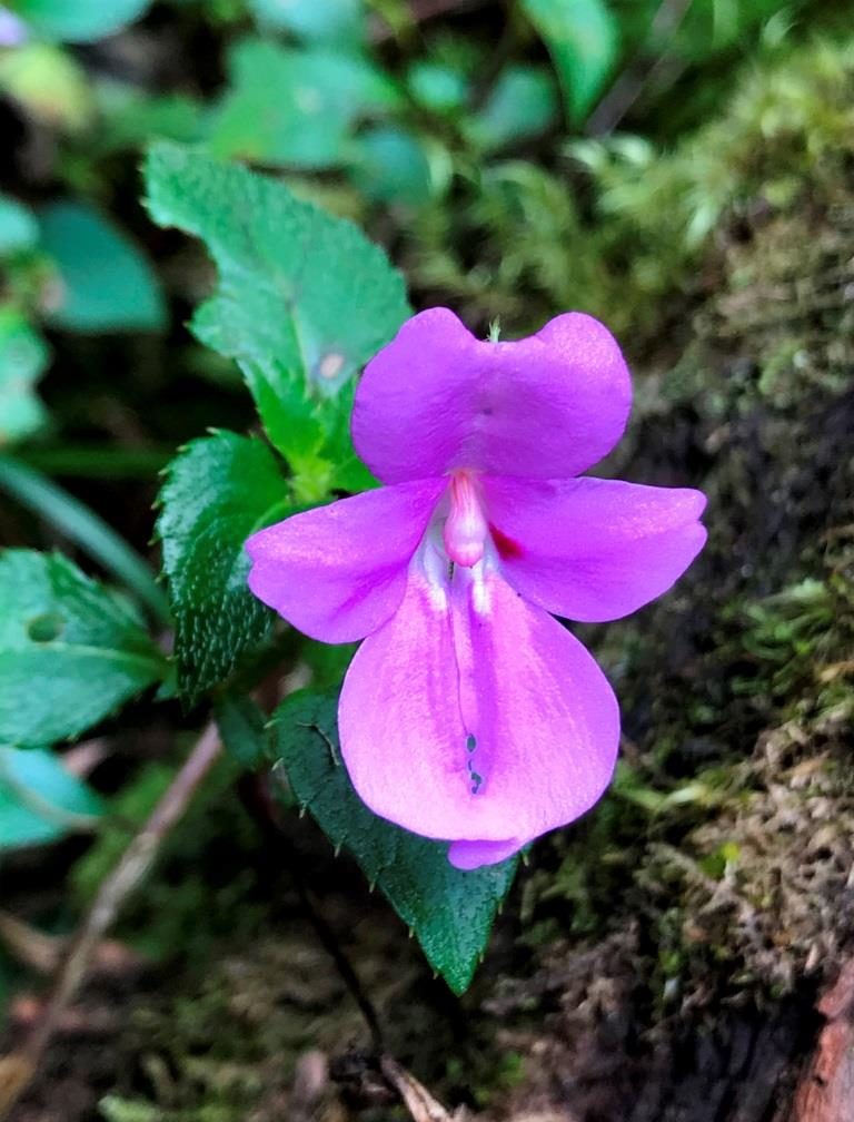 impatiens Kilimanjari