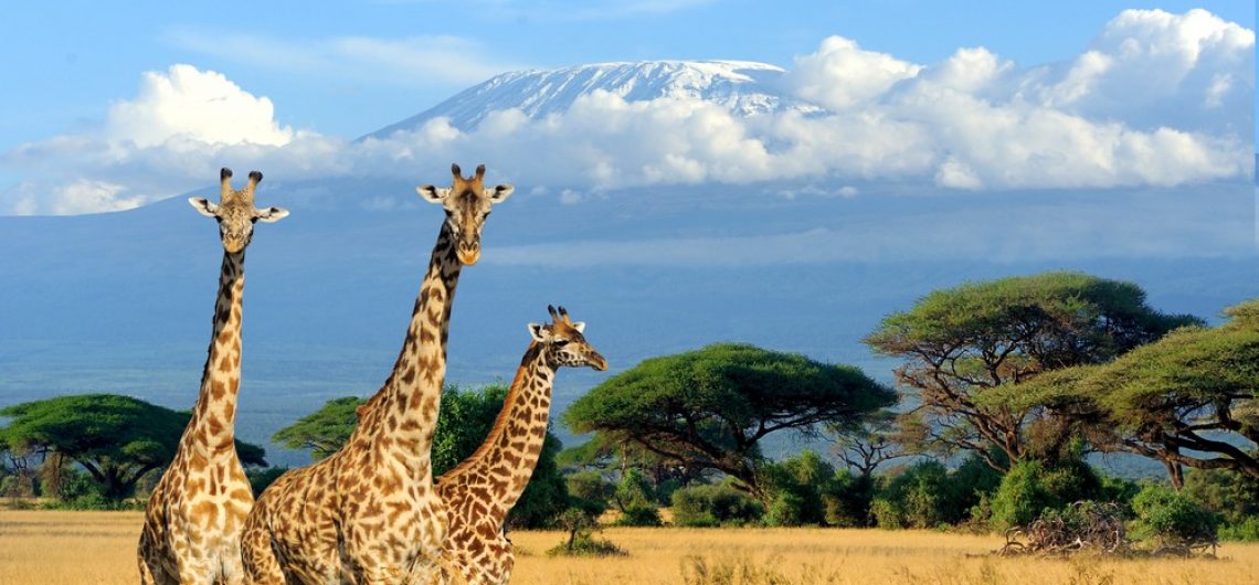 Kilimanjaro national Park