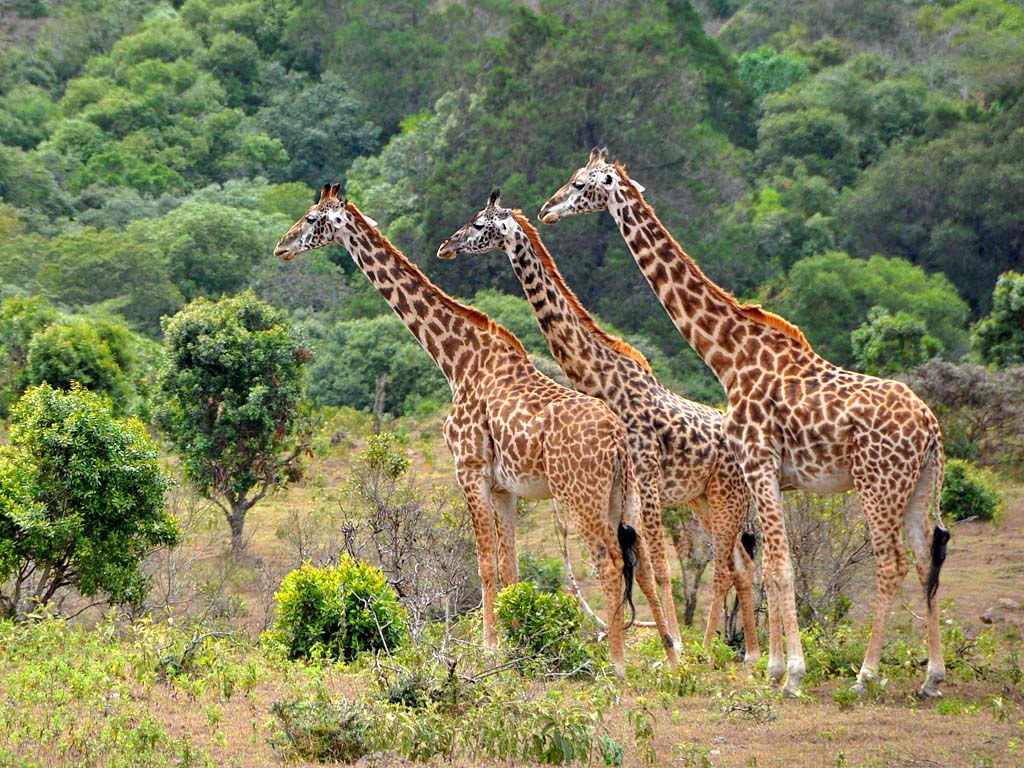 kilimanjaro National Park