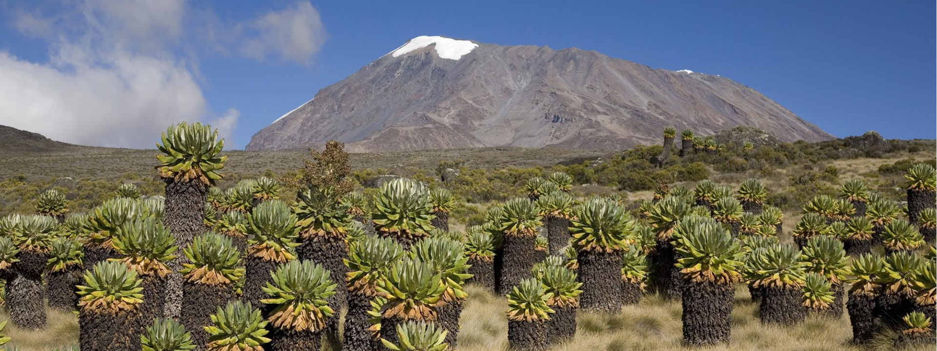 Kilimanjaro Treks Starting from Moshi