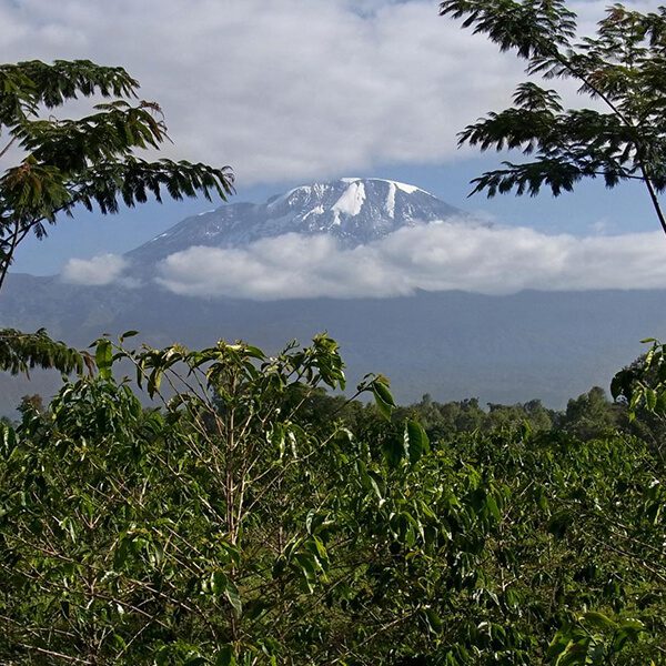 Cultivation zone Kilimanjaro