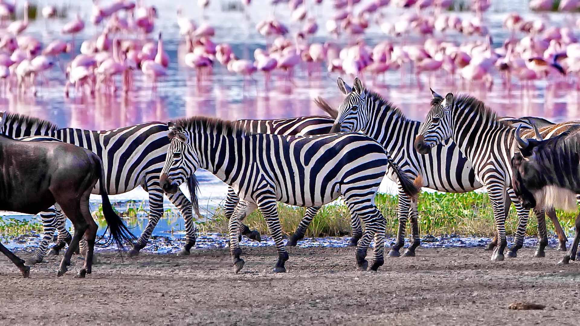 1 Day Trip Lake Manyara National Park