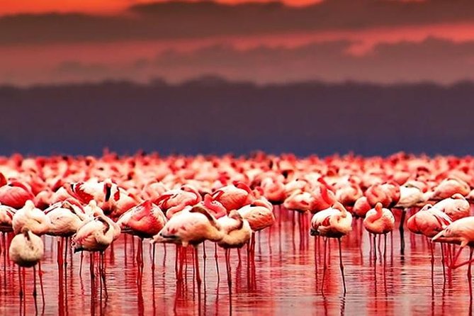 Lake Natron flamingos