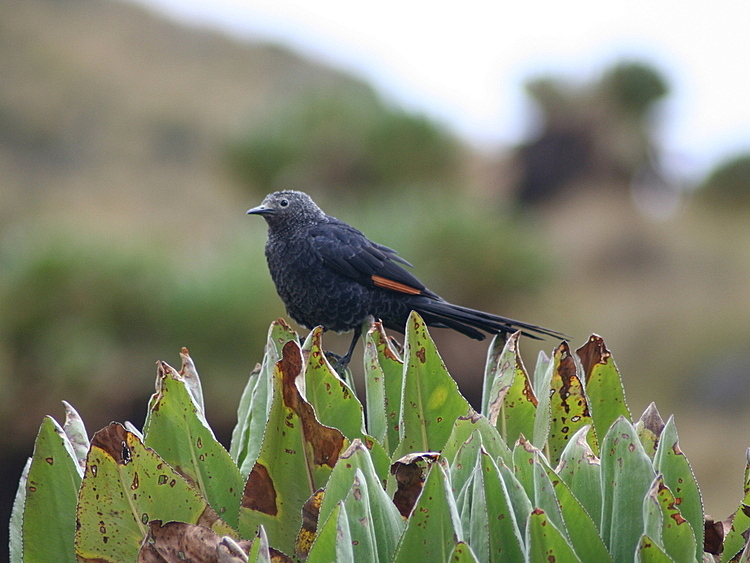 Mount Kenya Bird Species