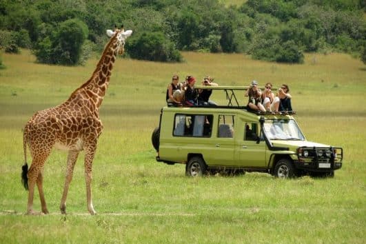 Little Serengeti safari
