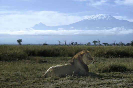 Lion in Amboseli National Park infront of Mount Kilimanjaro
