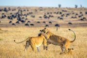 1 Day Serengeti safari