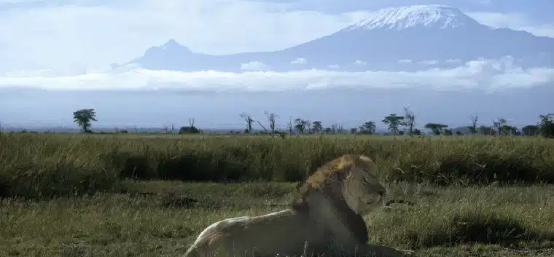 Mount Kilimanjaro lions