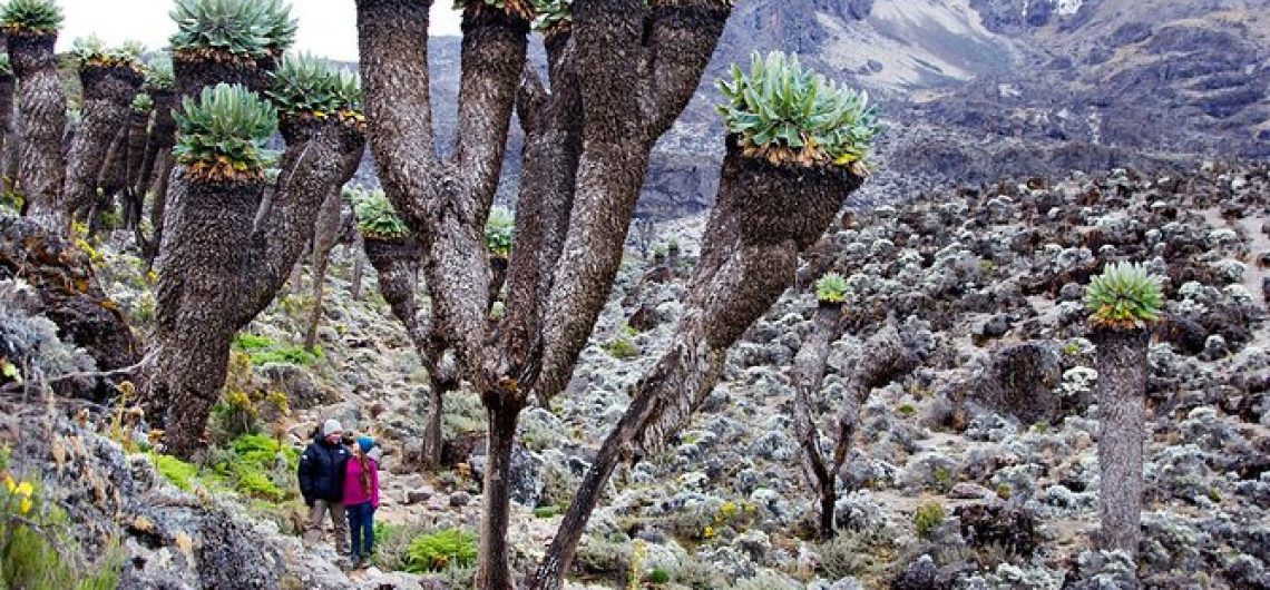Machame Route guide