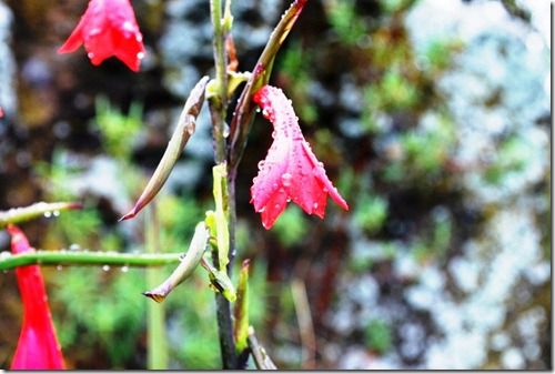 Mackinders Gladiolus plant of Kilimanjaro