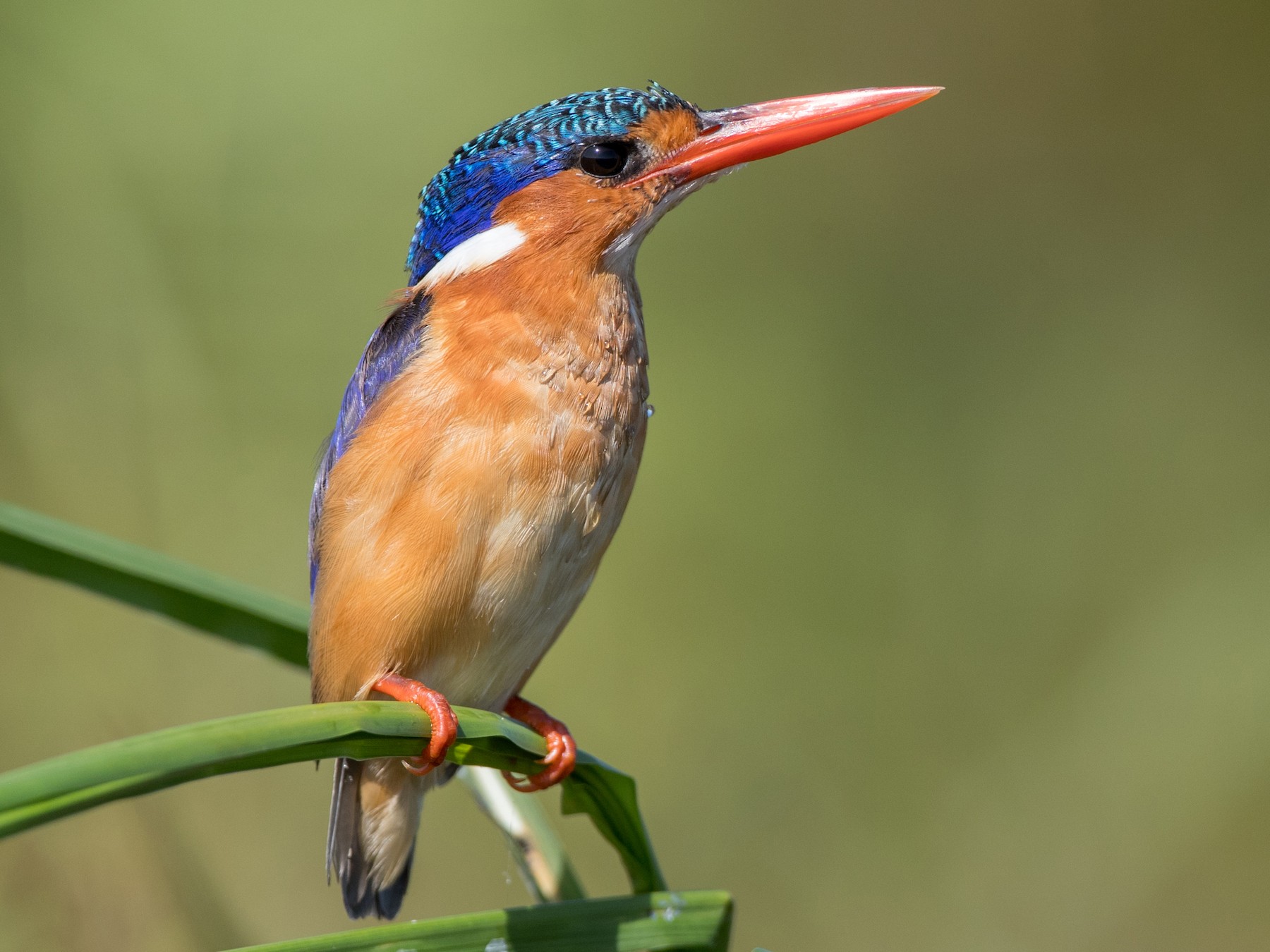 malachite-kingfisher malachite Kingfisher