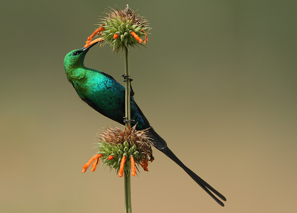 malachite-sunbird Malachite sunbird Kilimanjaro bird